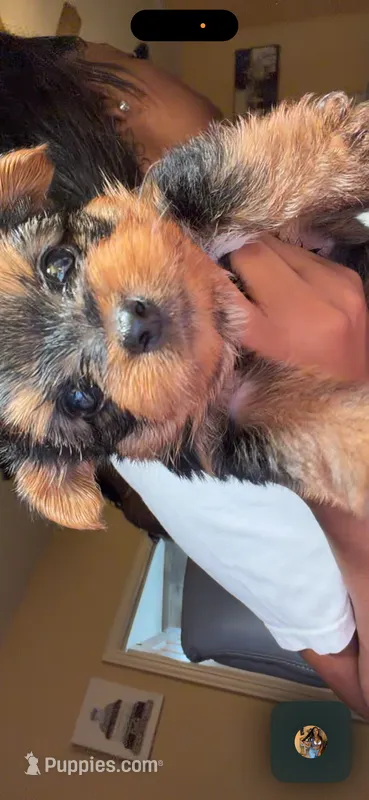NOVA – Yorkshire Terrier puppy for sale in Houston, TX