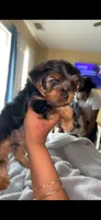Biggie Smalls, a male Yorkshire Terrier for sale in Houston, TX – 4 of 4