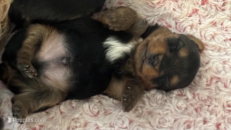 NOVA – Yorkshire Terrier puppy for sale in Houston, TX