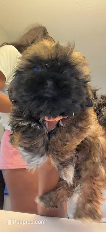 Nala – Shih Tzu puppy for sale in Houston, TX