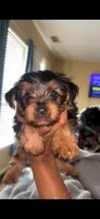 Biggie Smalls, a male Yorkshire Terrier for sale in Houston, TX – 2 of 4
