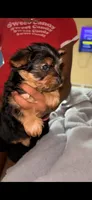 Biggie Smalls, a male Yorkshire Terrier for sale in Houston, TX – 3 of 4