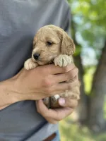 Flo, a female Goldendoodle for sale in Leesburg, VA – 3 of 4