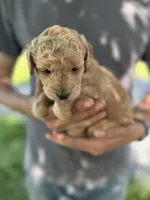 Axle, a female Goldendoodle for sale in Leesburg, VA – 5 of 7