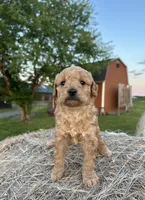 Axle, a female Goldendoodle for sale in Leesburg, VA – 2 of 7