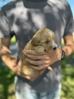 Jolene , a female Goldendoodle for sale in Leesburg, VA – 3 of 5