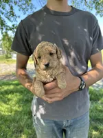Axle, a female Goldendoodle for sale in Leesburg, VA – 7 of 7