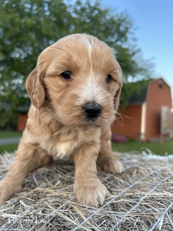 Jolene  – Goldendoodle puppy for sale in Leesburg, VA
