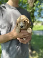 Jolene , a female Goldendoodle for sale in Leesburg, VA – 2 of 5