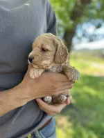 Flo, a female Goldendoodle for sale in Leesburg, VA – 2 of 4