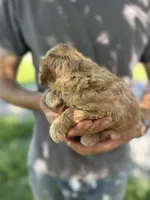 Axle, a female Goldendoodle for sale in Leesburg, VA – 6 of 7