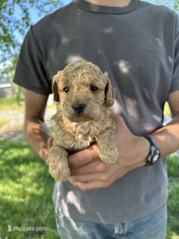 Axle – Goldendoodle puppy for sale in Leesburg, VA