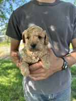 Axle, a female Goldendoodle for sale in Leesburg, VA – 1 of 7