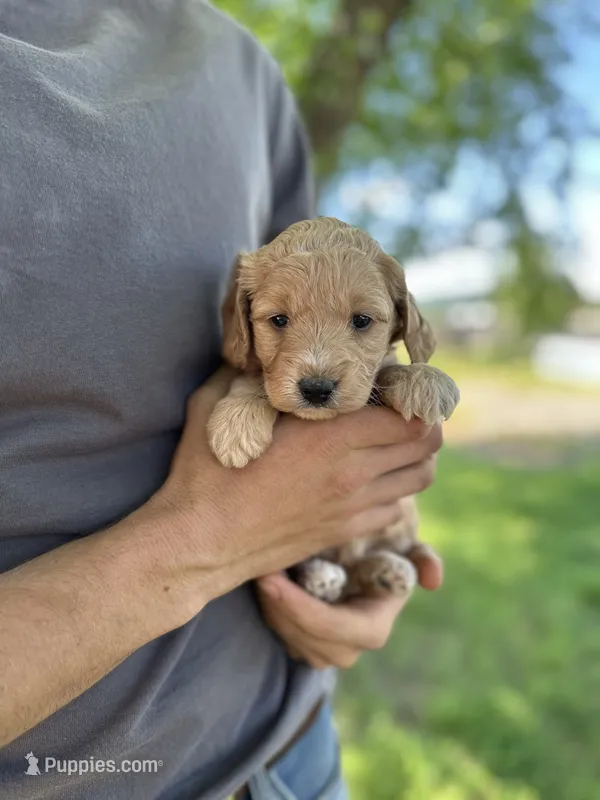 Flo – Goldendoodle puppy for sale in Leesburg, VA
