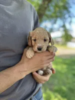 Flo, a female Goldendoodle for sale in Leesburg, VA – 1 of 4
