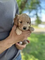 Flo, a female Goldendoodle for sale in Leesburg, VA – 4 of 4