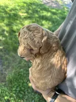 Axle, a female Goldendoodle for sale in Leesburg, VA – 4 of 7
