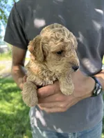 Axle, a female Goldendoodle for sale in Leesburg, VA – 3 of 7