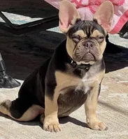 AKC French Bulldog Rico Suave, a male French Bulldog for sale in Carson City, NV – 1 of 3