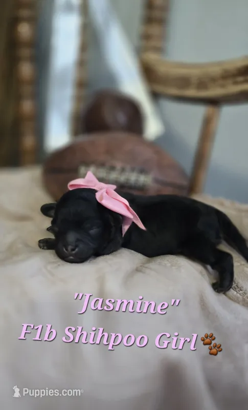 Jasmine – Shihpoo puppy for sale in Donnelly, MN