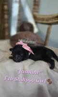 Jasmine, a female Shihpoo for sale in Donnelly, MN – 1 of 1