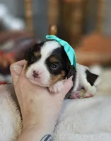 Bessie, a female Cavapoo for sale in Donnelly, MN – 2 of 9