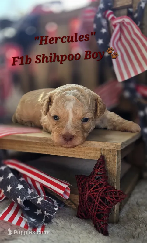 Hercules  – Shihpoo puppy for sale in Donnelly, MN