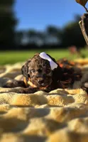 Kalina, a female Peekapoo for sale in Donnelly, MN – 4 of 10