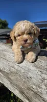 Hercules , a male Shihpoo for sale in Donnelly, MN – 2 of 5