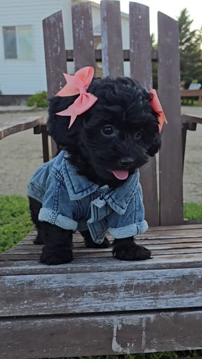Anchor , a female Peekapoo for sale in Donnelly, MN – 9 of 9