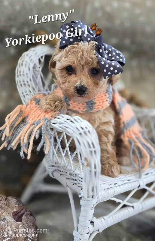 Lenny – Yorkipoo puppy for sale in Donnelly, MN