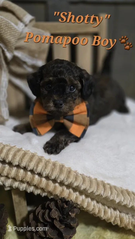 Shotty – Pomapoo puppy for sale in Donnelly, MN