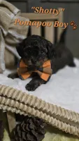 Shotty, a male Pomapoo for sale in Donnelly, MN – 1 of 8