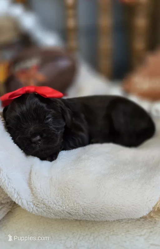 Billie, a female Cavapoo for sale in Donnelly, MN – 1 of 9