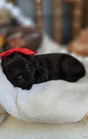 Billie, a female Cavapoo for sale in Donnelly, MN – 1 of 9