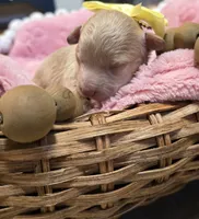 Baylen, a female Maltipoo for sale in Donnelly, MN – 8 of 8