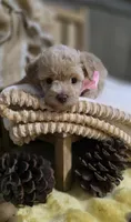 Shyla, a female Pomapoo for sale in Donnelly, MN – 2 of 7