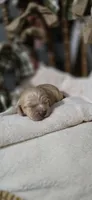 Macchiato , a male Cockapoo for sale in Donnelly, MN – 3 of 7