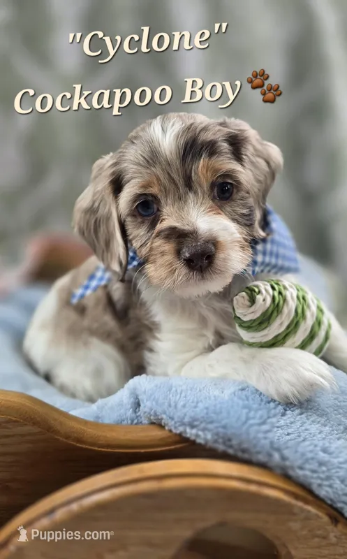 Cyclone – Cockapoo puppy for sale in Donnelly, MN