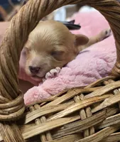Bryson, a male Maltipoo for sale in Donnelly, MN – 3 of 8
