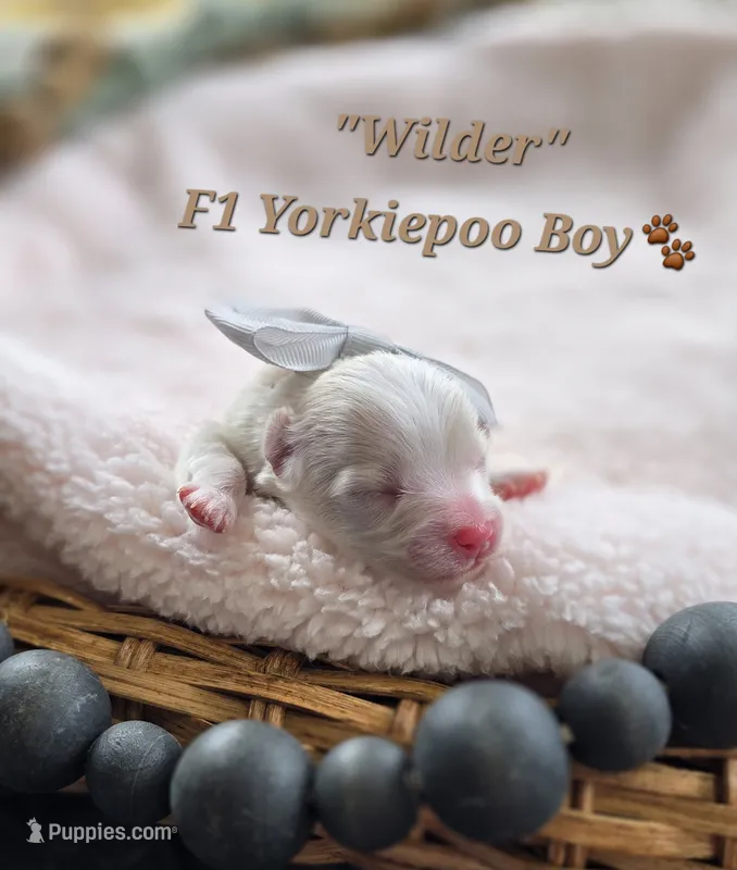 Wilder – Yorkipoo puppy for sale in Donnelly, MN