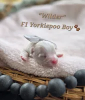 Wilder, a male Yorkipoo for sale in Donnelly, MN – 1 of 5