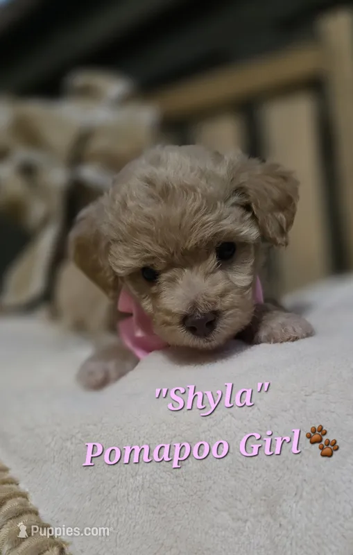 Shyla – Pomapoo puppy for sale in Donnelly, MN
