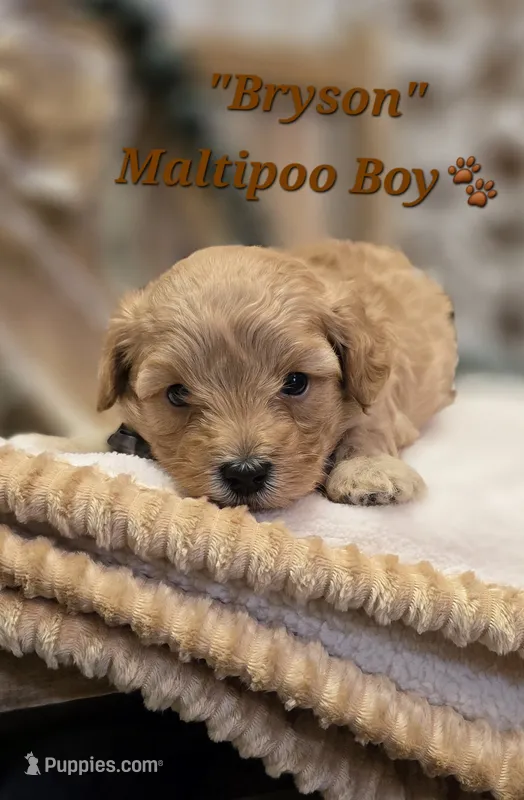 Bryson – Maltipoo puppy for sale in Donnelly, MN