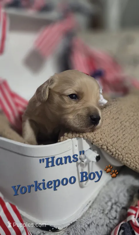 Hans – Yorkipoo puppy for sale in Donnelly, MN