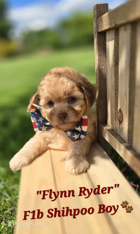 Flynn Rider – Shihpoo puppy for sale in Donnelly, MN