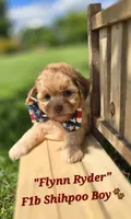 Flynn Rider, a male Shihpoo for sale in Donnelly, MN – 1 of 3