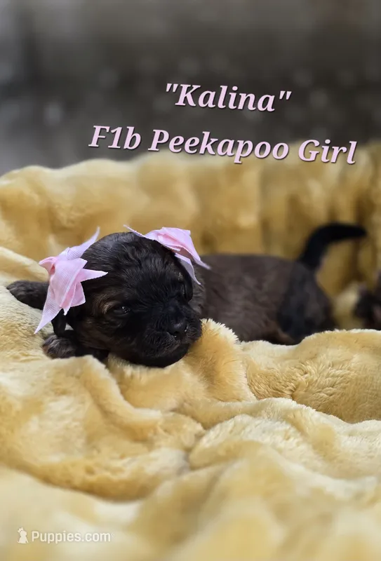 Kalina – Peekapoo puppy for sale in Donnelly, MN