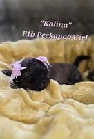 Kalina, a female Peekapoo for sale in Donnelly, MN – 1 of 6