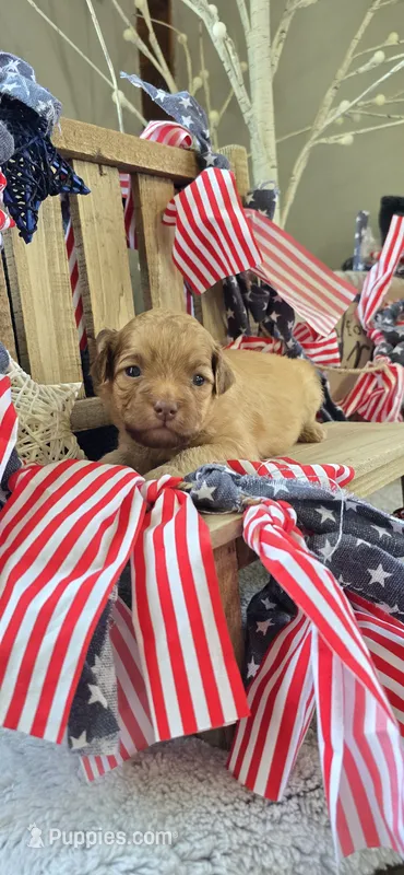 Flynn Rider – Shihpoo puppy for sale in Donnelly, MN
